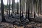 090424-Požár hrabanky ve vzrostlém lese jižně od Neveklova na Benešovsku