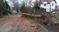 001-Černýš na Benešovsku-vyvrácený strom spadlý ze zahrady na plot a místní komunikaci.jpg