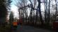 006-Osov na Berounsku-hasiči motorovou pilou odřezávají strom zaklesnutý do jiného stromu .jpg
