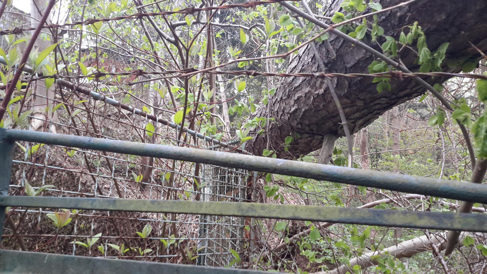 Spadlý strom, Třebotovice - 23. 4. 2019 (2).jpg