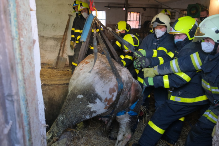 MSK_hasiči zachraňují krávu z jimky_několik hasičů tahá zvíře ven.jpg