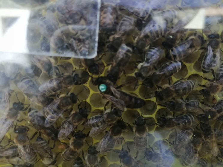 včely2022b.jpg