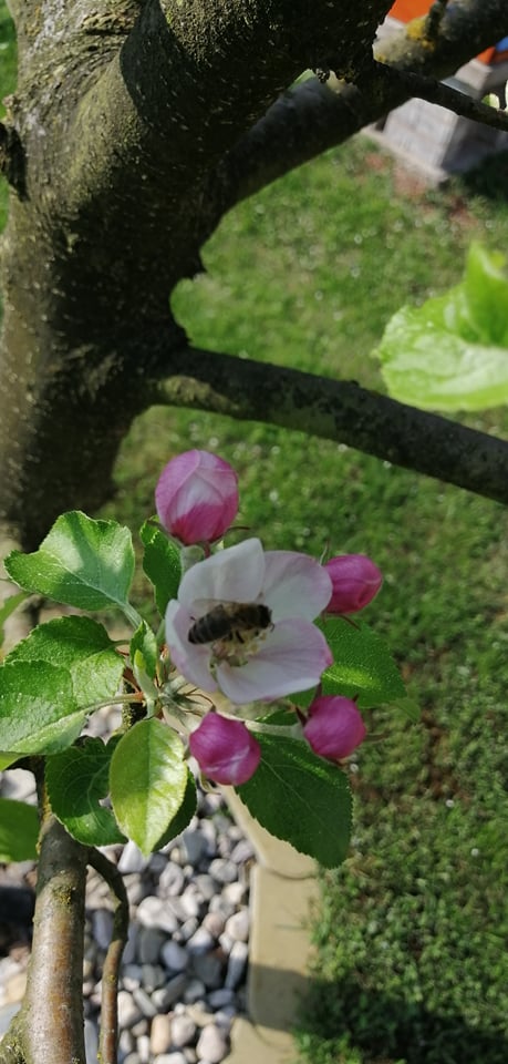 včely2022c.jpg
