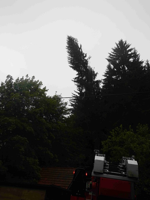 1 Spadlý strom, Hrabice - 22. 7. 2014 (1).jpg