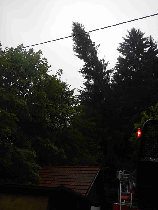 2 Spadlý strom, Hrabice - 22. 7. 2014 (2).jpg