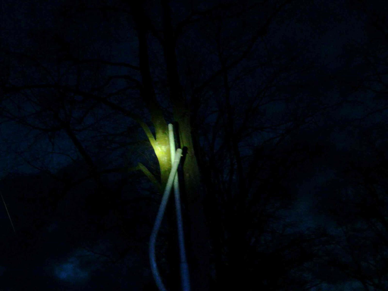 Strom na lampě veřejného osvětlení, Havlíčkův Brod