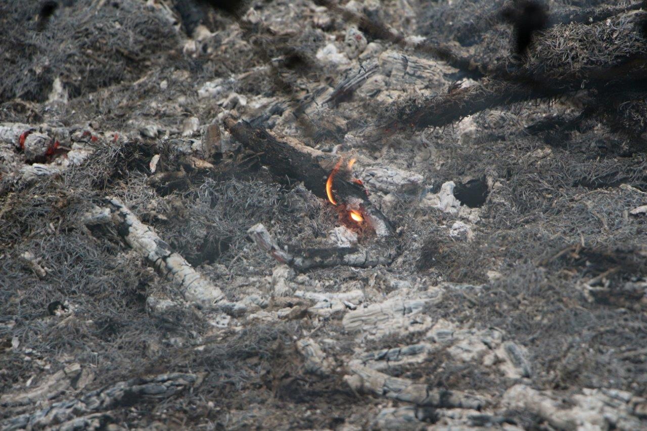 Požár lesa Děčín Bynov (3).jpg