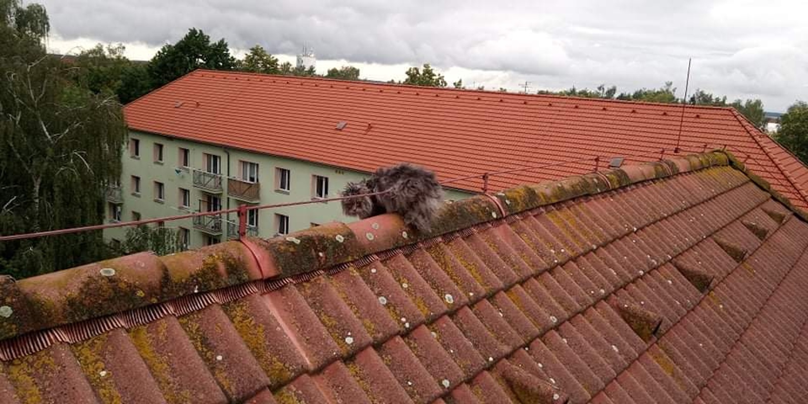 018-Kočka na střeše.jpg