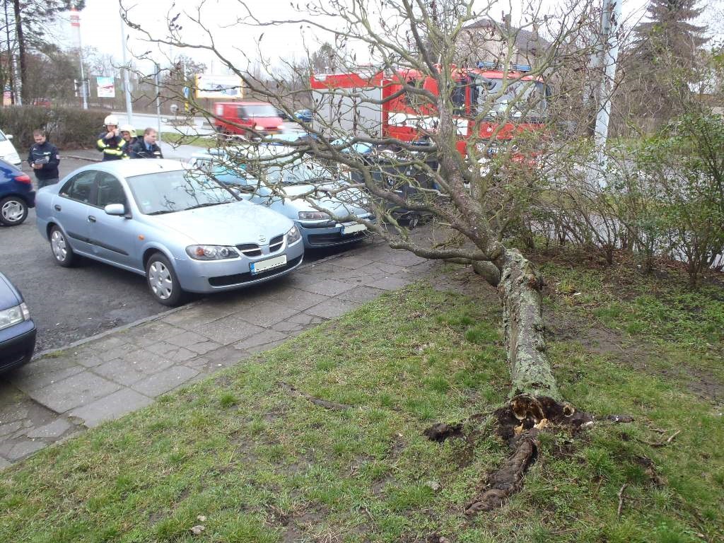 21.2.2016 padlý strom Plzeň, Lobzy.JPG