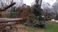 002-Černýš-vzrostly strom spadlý na plot a cestu u rodinného domu