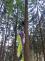 KHK_Záchrana paraglidisty zaseknutého v koruně stromu v lese