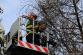 11 TP_Olomouc_Jilova_1-4-2015 odstranění stromu Olomouc (19)