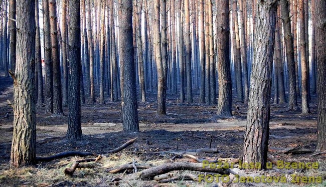 Požár lesa u Bzence - FOTO Janotová Irena (2).jpg