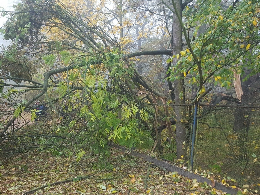 17.10.2017 (PM 7.48) odstranění stromu Plzeň.jpg