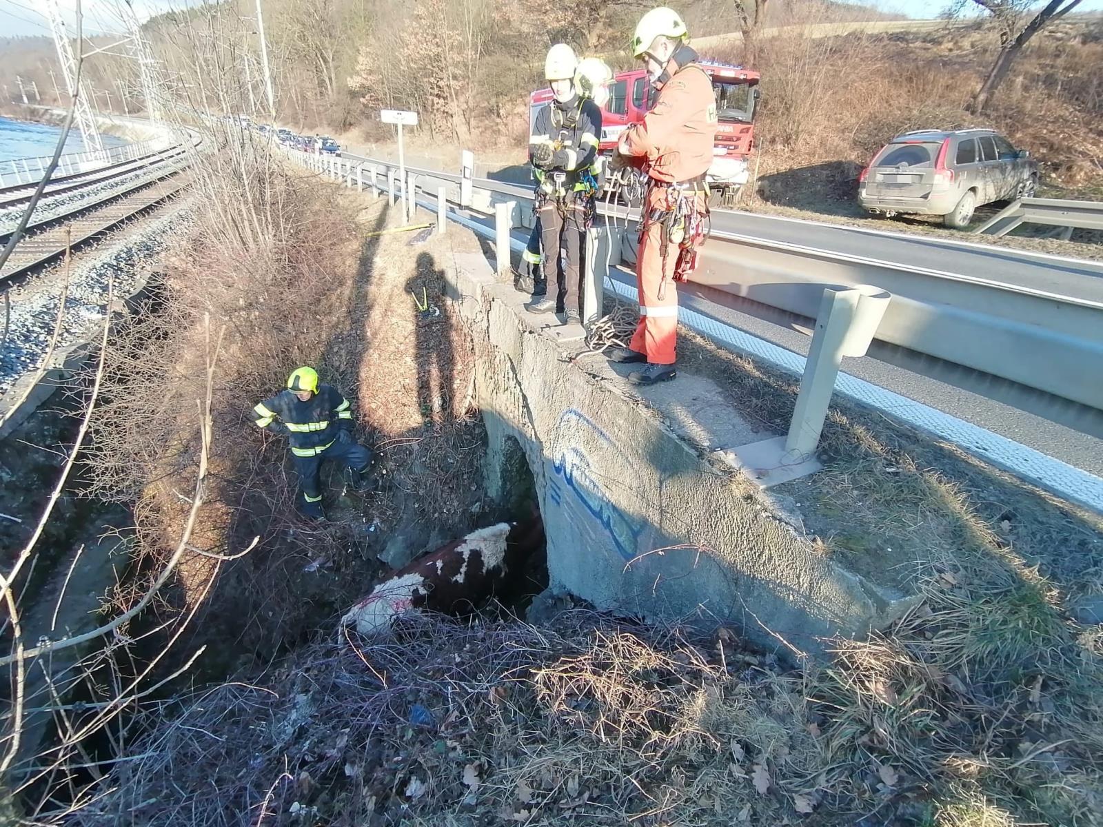 ZLK_Hasiči zachraňovali tele zaseklé pod mostem.jpg