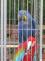 13 TP 26.7.2013 Záchrana papouška Dobešov C.jpg