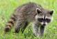 raccoon-1905528_1920.jpg