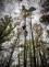 MSK_hasiči v Odrách zachraňovali paraglidistu z vysokého stromu_pohled na strom s paraglidistou a hasičem-lezcem.jpg