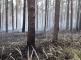 Požár lesa (5).jpg