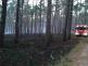 JMK_Požár lesa na Hodonínsku_pohled na ohořelou část lesa, zasahující techniku a v dálce zasahující hasiče.jpg