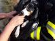 V Trnavě na Třebíčsku zachránili hasiči psa z rybníka