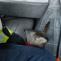 JČK_Podchlazenou srnku zachránili hasiči z rybníka u Zbudova_promrzlé zvíře leží přikryté na sedadle v autě.jpg