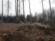 Požár lesa, Cizkrajov - 29. 3. 2022 (5).jpg