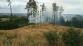 požár lesa (3).jpg