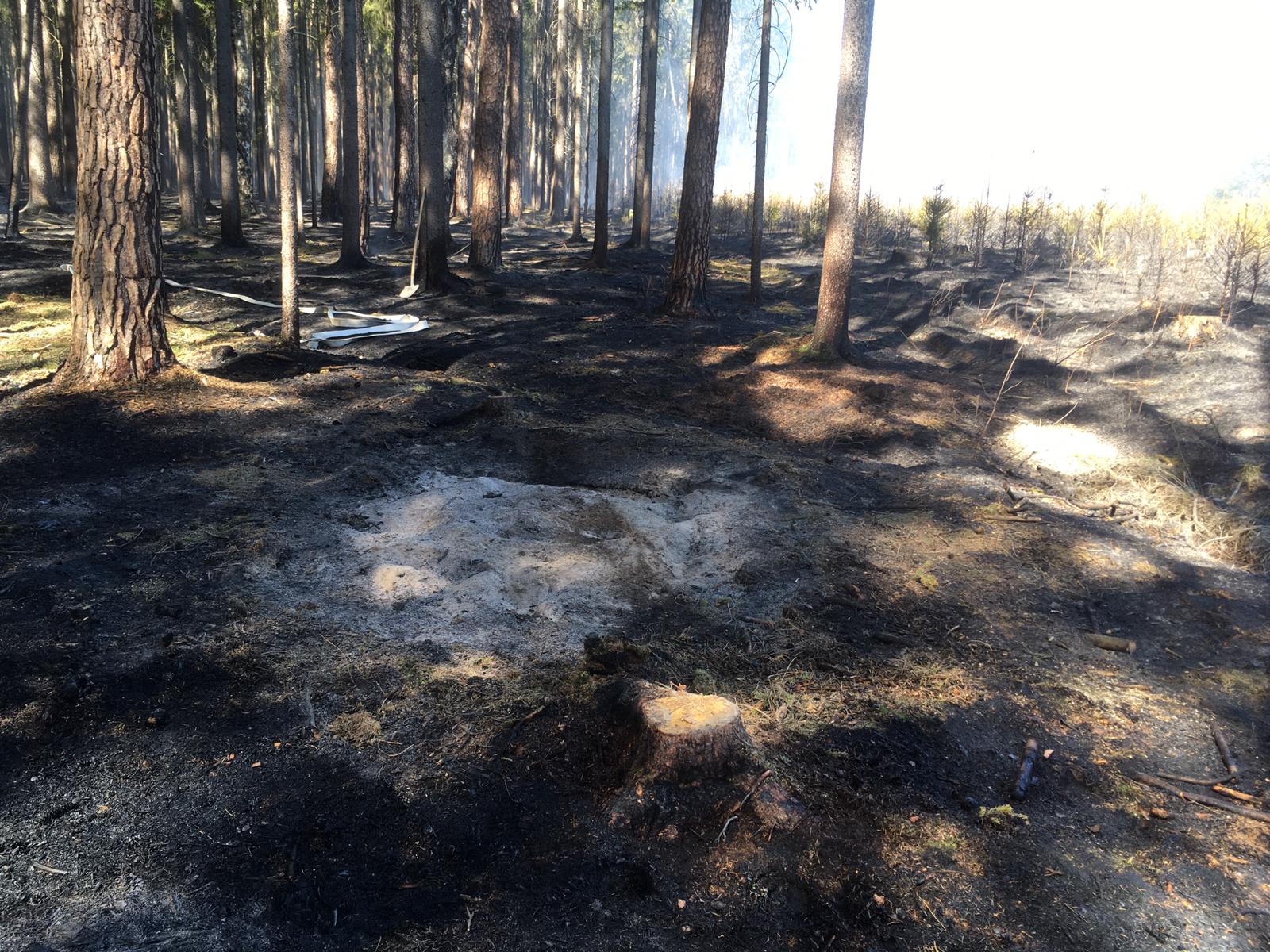 Požár lesa, Brandlín - 8. 4. 2020 (2).jpg