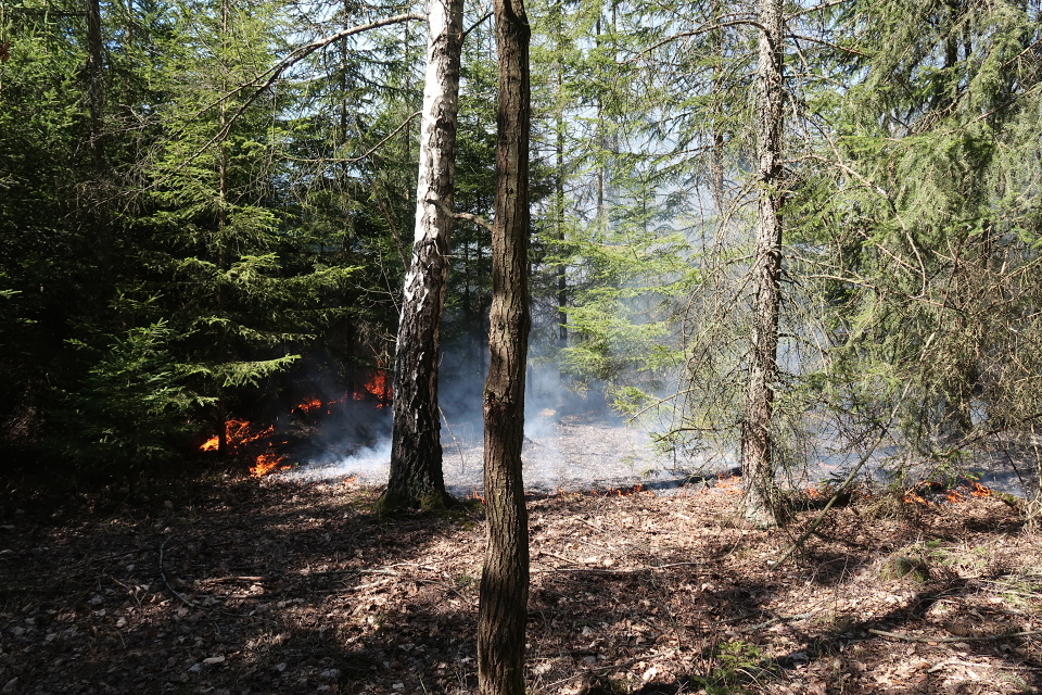 Požár lesa, Brandlín - 8. 4. 2020 (3).JPG