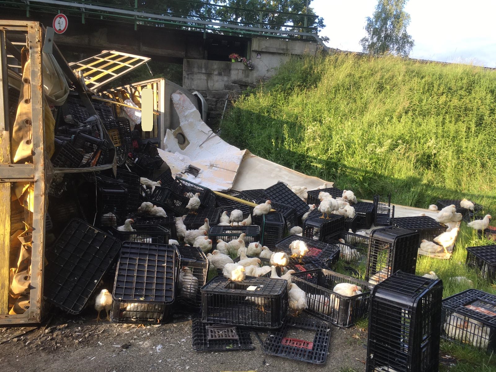 Nehoda kamionu s kuřaty_JČK (2).jpg