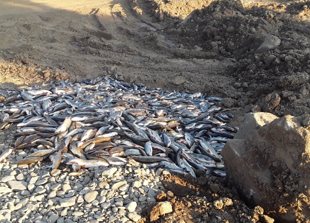 Pohled na uhynulé ryby z řeky Bečvy.jpg