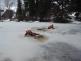 LIK_cvičení_záchrana osoby propadlé pod zamrzlou vodní hladinu__2 hasiči plavou ve zmrzné vodě, 1 se snaží udržet na ledu