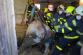 MSK_hasiči zachraňují krávu z jimky_několik hasičů tahá zvíře ven