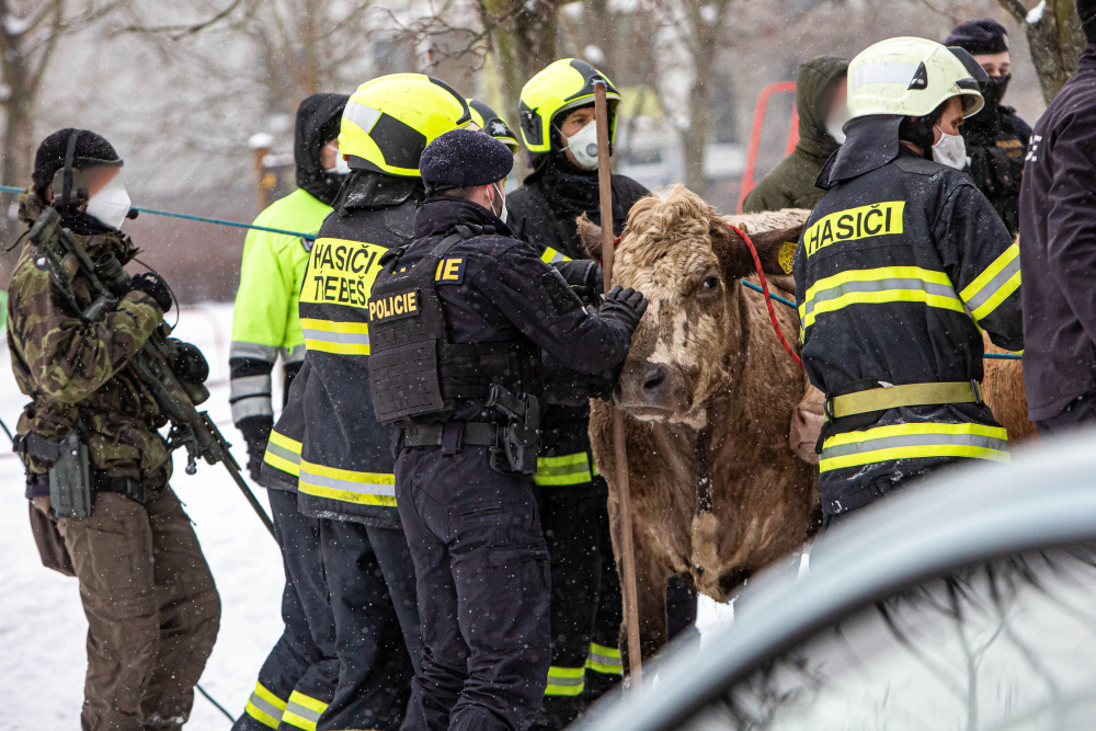 KHK_hasiči z královéhradeckého kraje odchytávali s policisty krávy, které unikly při přepravě.jpg