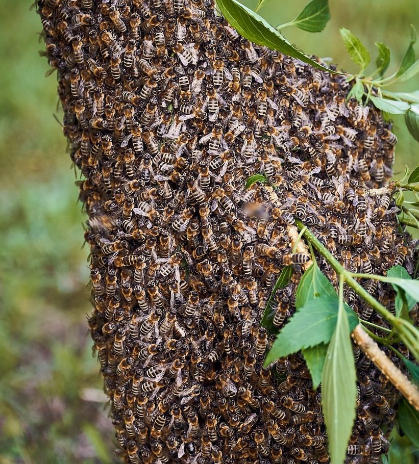 včelí roj - zdroj internet.jpg
