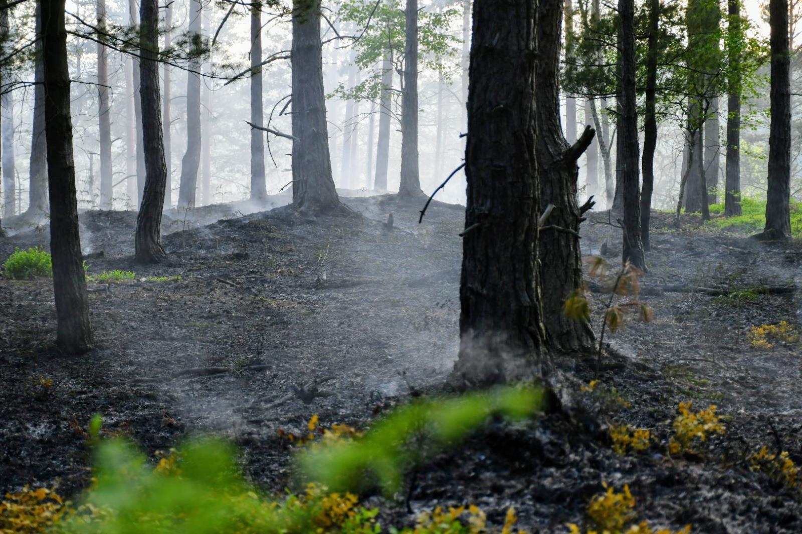 Požár lesa Děčín (3).JPG
