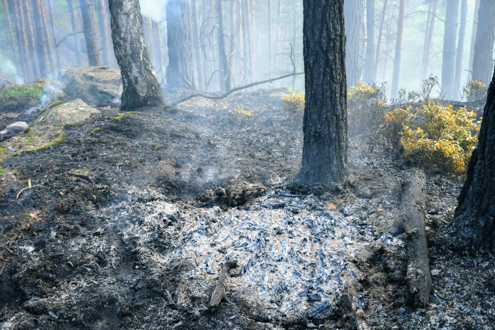 Požár lesa Děčín (4).JPG