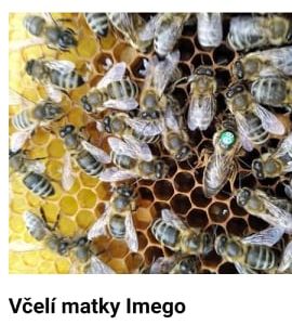 označení včelí matky - obrázek zdroj internet.jpg