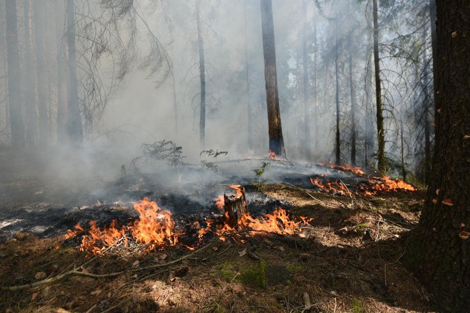 Požár lesa_NP České Švýcarsko_pohled na hořící porosty.jpg