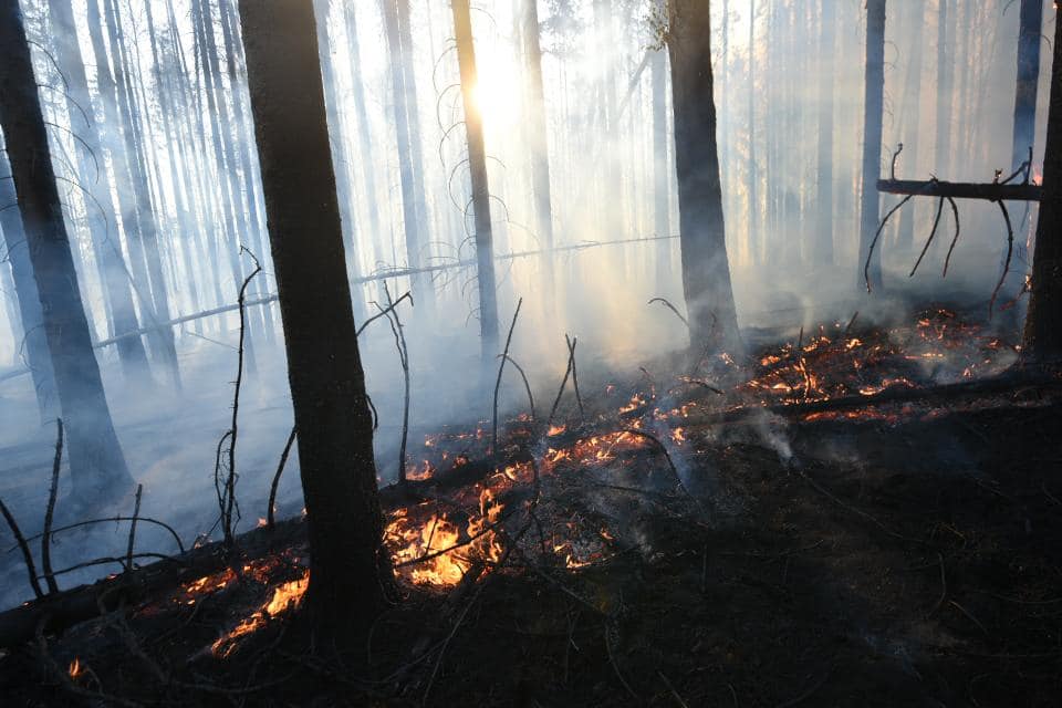 Požár lesa_NP České Švýcarsko_pohled na hořící stromy.jpg