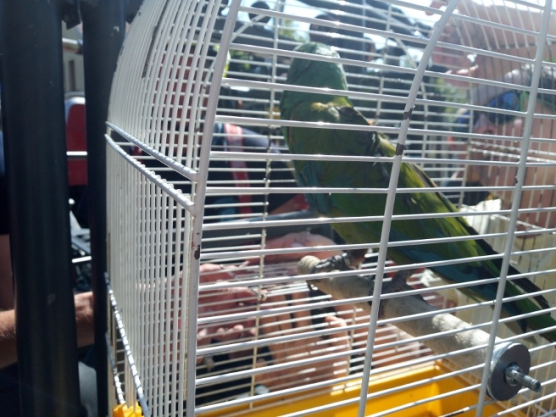 TP záchrana papouška, HK (2).jpg