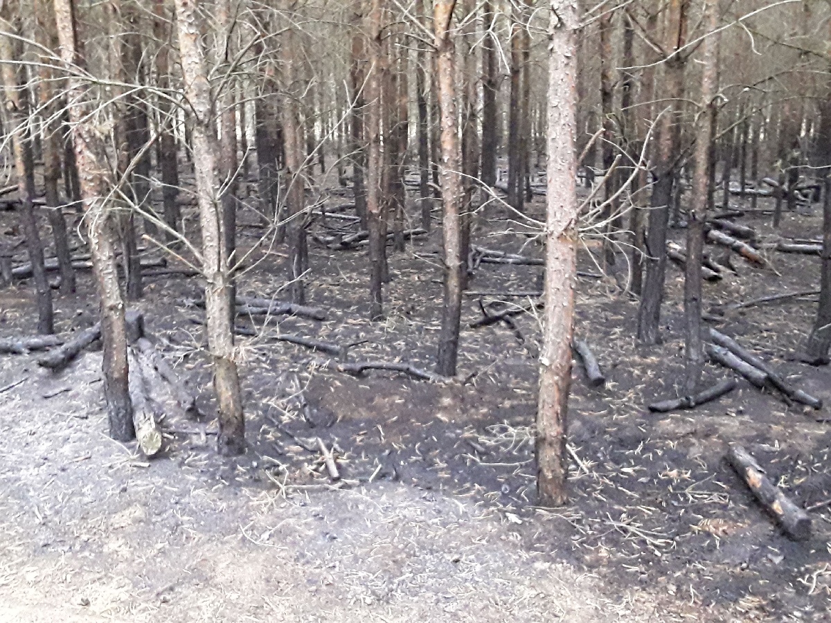 Požár lesa (3).jpg
