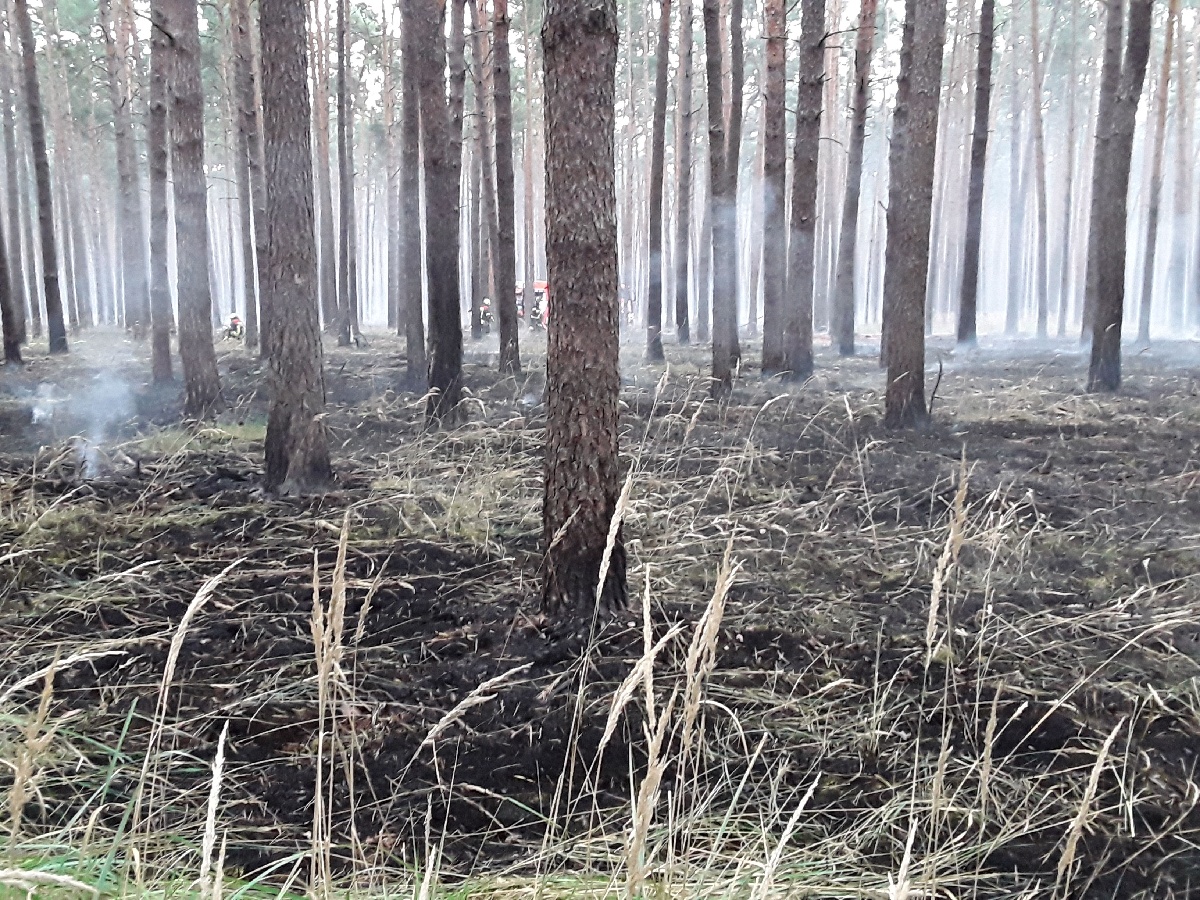 Požár lesa (6).jpg