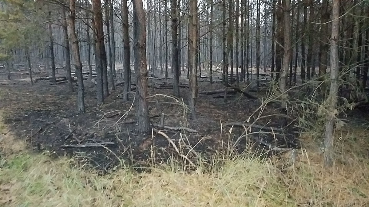 Požár lesa (7).jpg