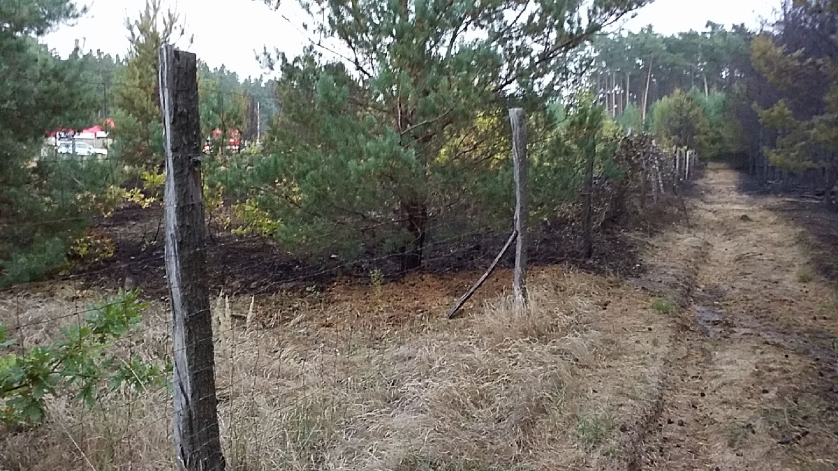 Požár lesa (8).jpg