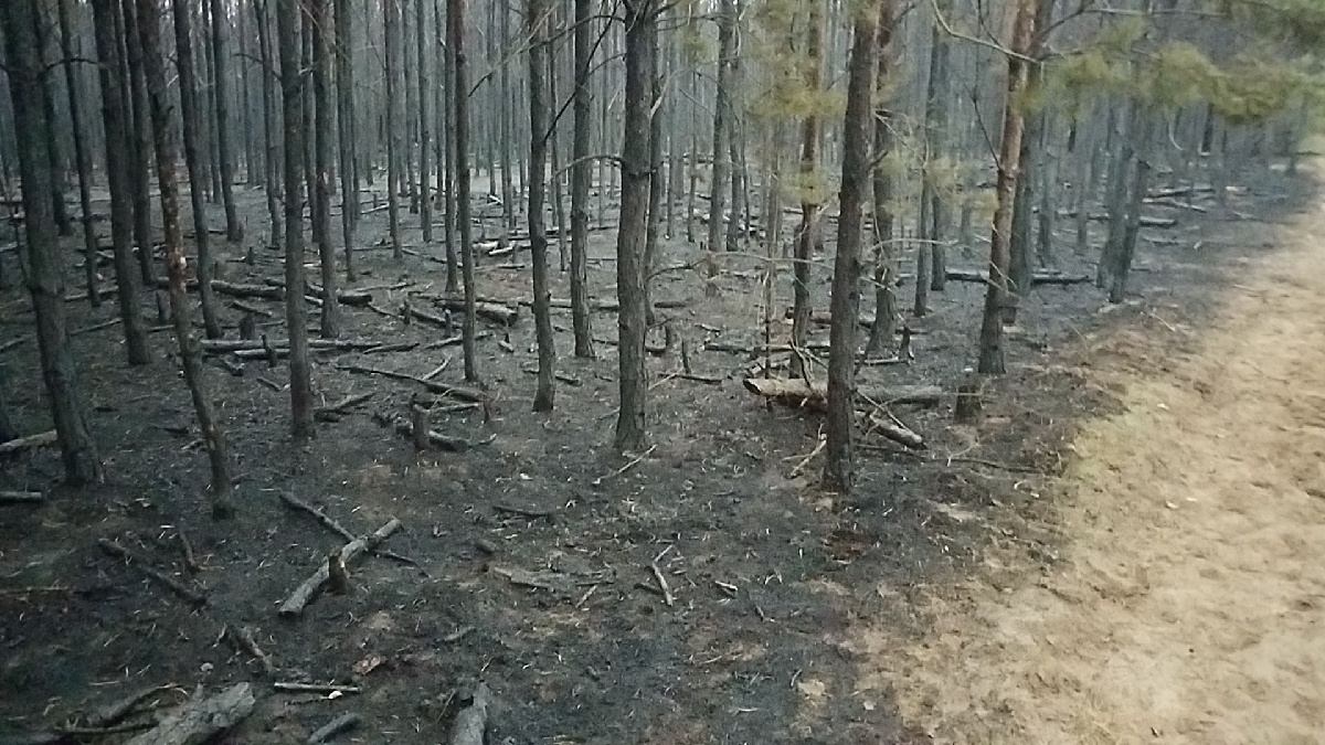 Požár lesa (11).jpg