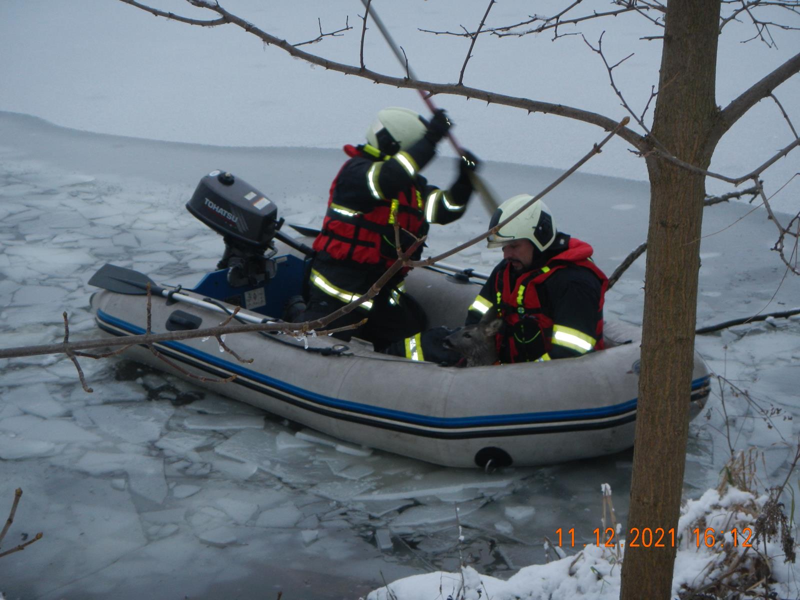 JČK_Podchlazenou srnku zachránili hasiči z rybníka u Zbudova_2 hasiči vezou srnku na člunu ke břehu.jpg