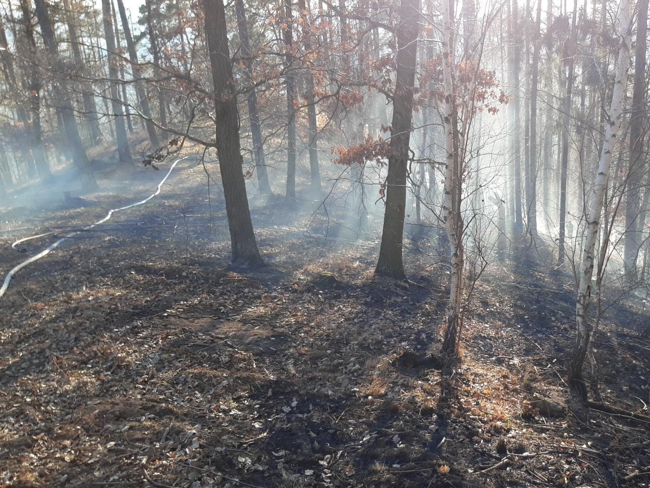 001 - požár v lese.jpg