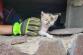 MSK_Záchráněné koťátko z plastové roury vyplazuje na fotografa jazýček